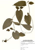 藏品(臺灣何首烏)的圖片